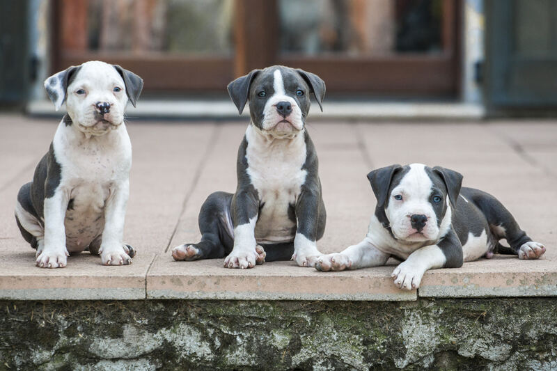 Cucciolata di pitbull blue con pedigree UKC dell'allevamento Clementi's Kennel