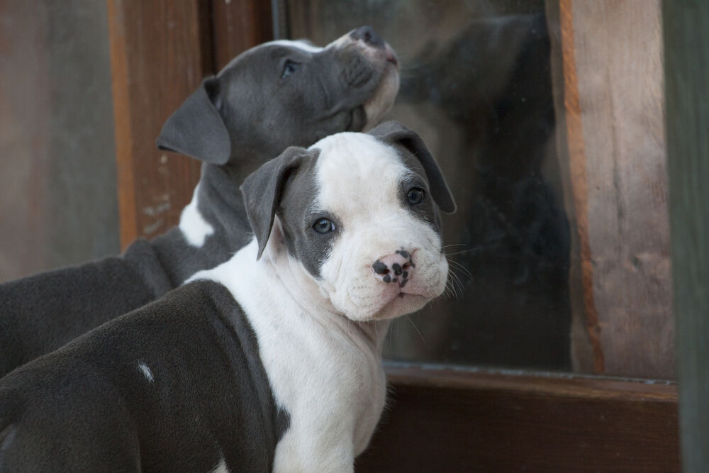 Cuccioli di American Pitbull Terrier blue dell'allevamento Clementi's Kennel in Lombardia