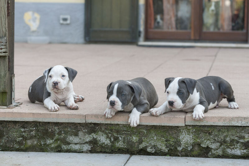 Tre cuccioli di pitbull in vendita a Cremona socializzati e in salute