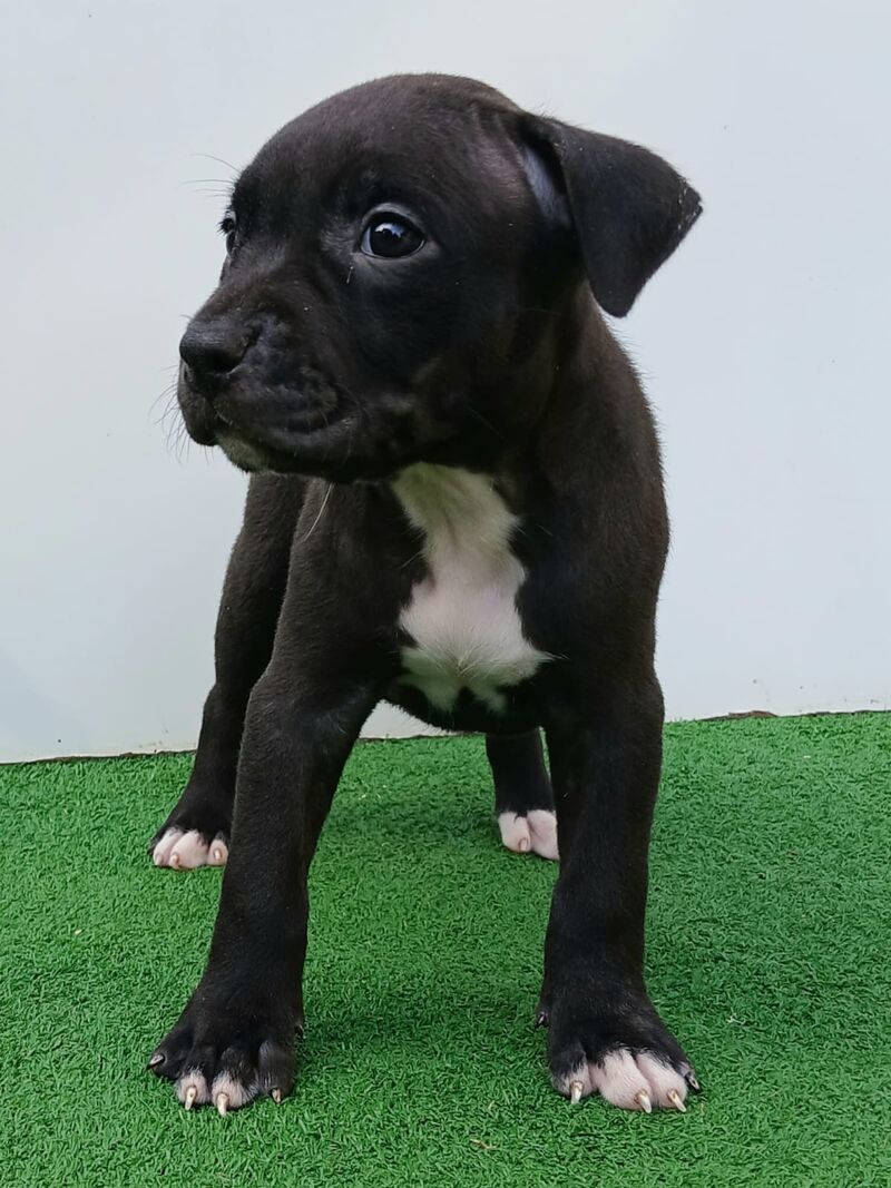 Cucciolo di American Pitbull Terrier black con pedigree UKC in Lombardia