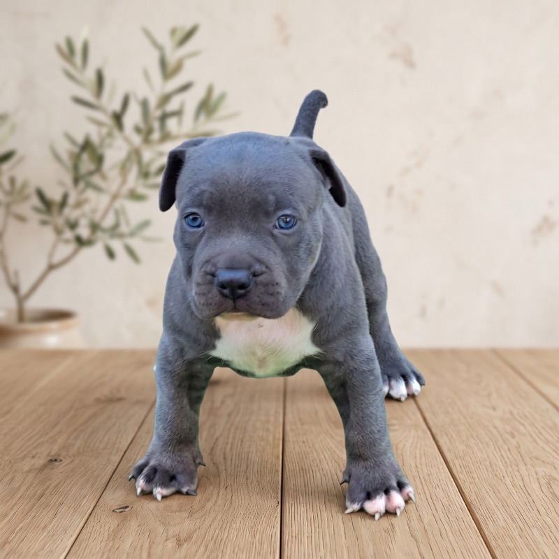 Cucciolo di pitbull blue maschio con occhi azzurri in vendita a Cremona, Lombardia