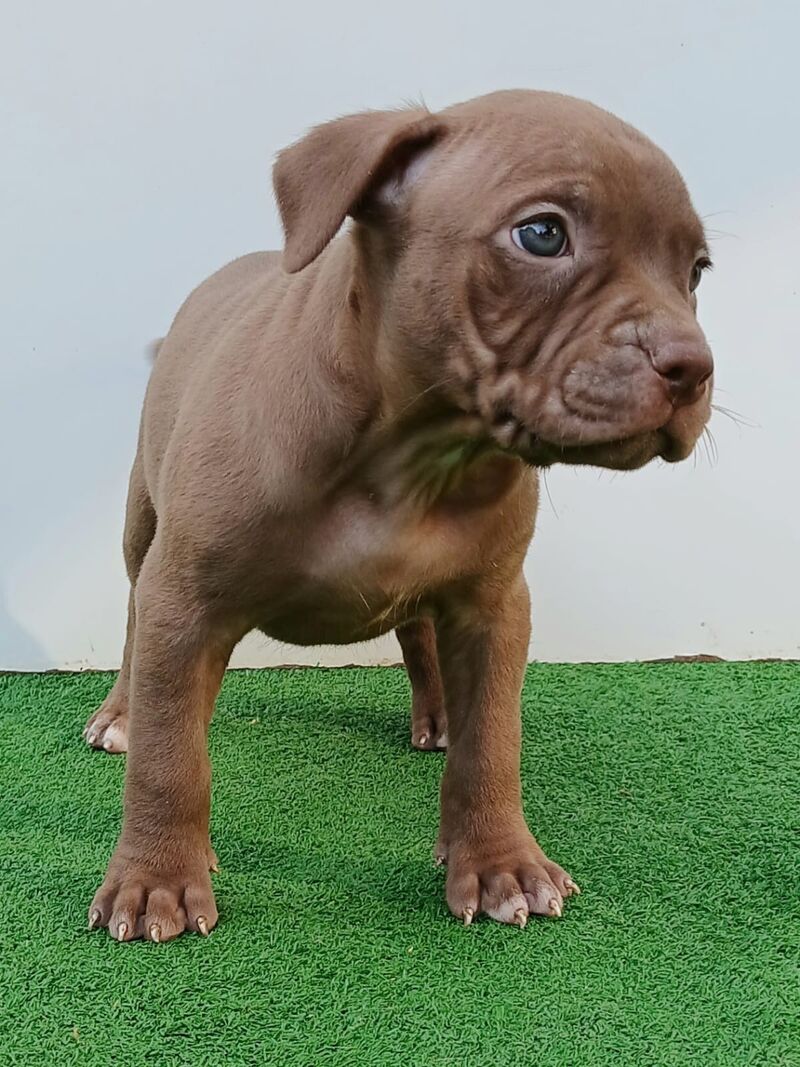 Cucciolo di pitbull chocolate red nose in vendita a Cremona, Lombardia