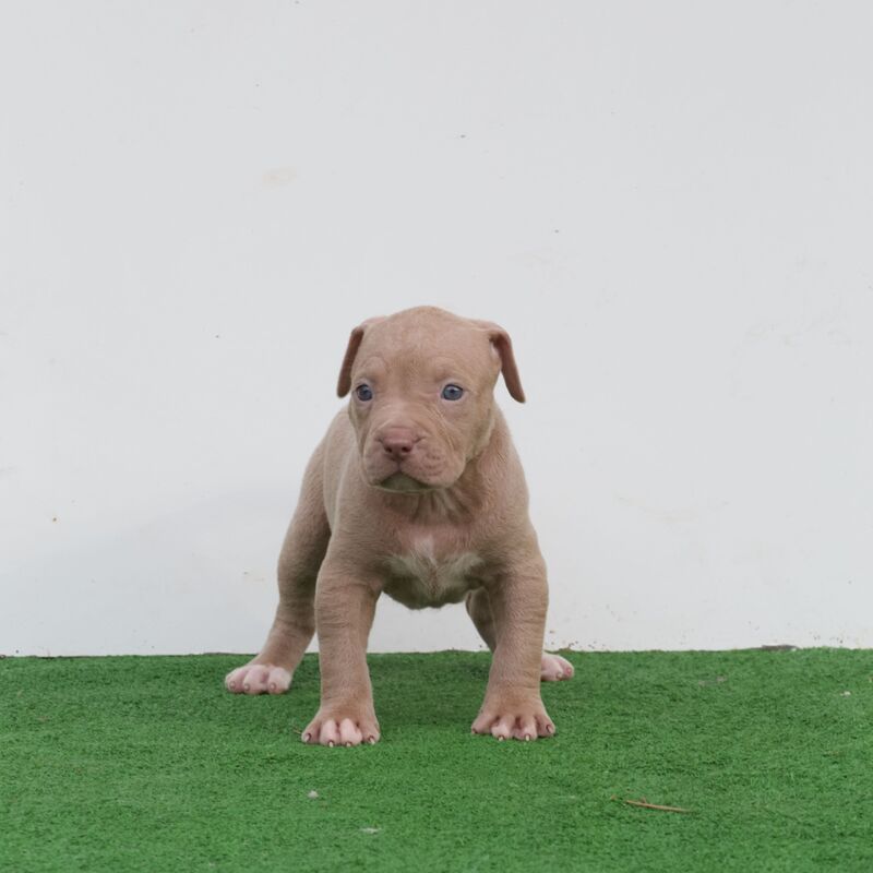 Cucciolo di pitbull fawn red nose disponibile in allevamento certificato a Cremona