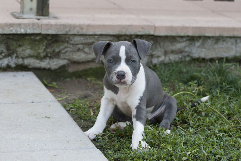Cucciolo di pitbull blue nel giardino dell'allevamento a Grumello Cremonese