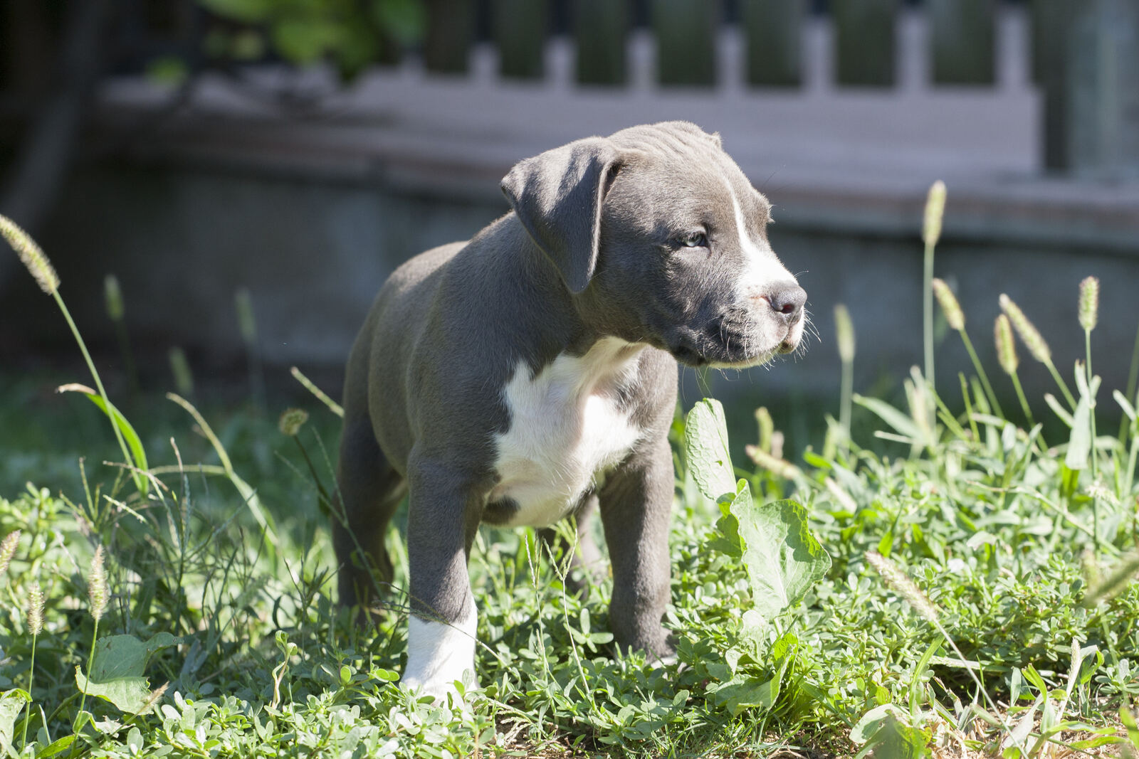 Cucciolo di American Pitbull Terrier blue dell'allevamento Clementi's Kennel a Cremona