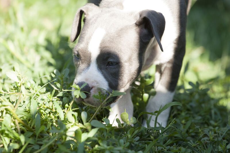 Cucciolo di American Pitbull Terrier che gioca sul prato in Lombardia